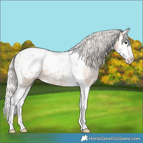Horse Color:Silver Bay Ice Roan Dun Splash Tobiano Appaloosa 