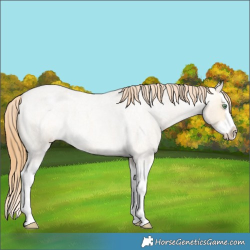 Horse Color:Amber Cream Champagne Roan Dun Splash Appaloosa Rabicano 