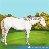 Horse Color:Amber Cream Champagne Roan Dun Splash Varnish Rabicano 