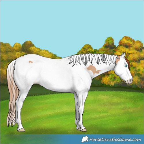 Horse Color:Red Dun Splash Tobiano Rabicano 