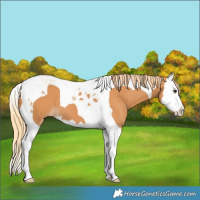 Horse Color:Chestnut Splash Tobiano