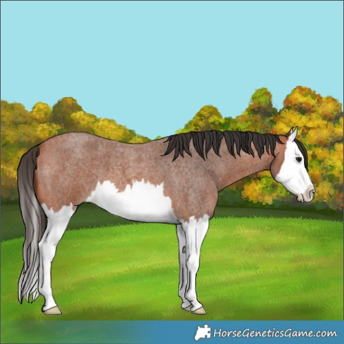 Horse Color:Bay Roan Splash 