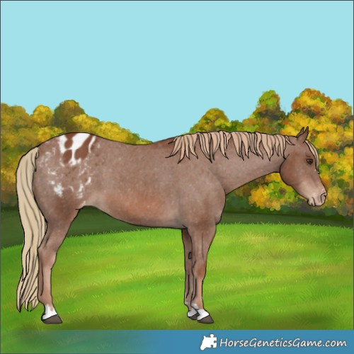 Horse Color:Chestnut Appaloosa 