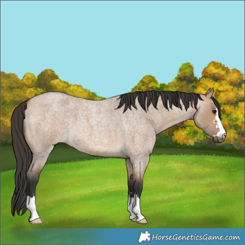 Horse Color:Bay Roan Dun 
