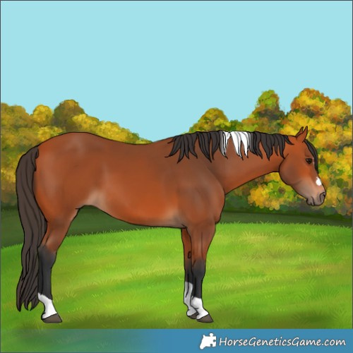 Horse Color:Bay Tobiano 