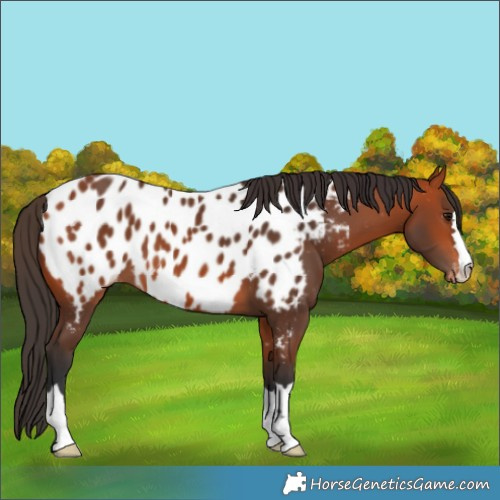 Horse Color:Bay Appaloosa 