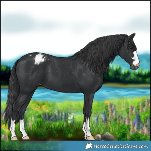 Horse Color:Black Blanket 