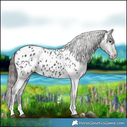 Horse Color:Black Blanket 