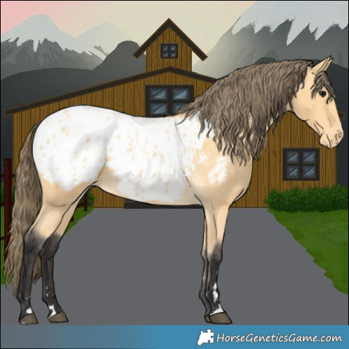 Horse Color:Buckskin Appaloosa 