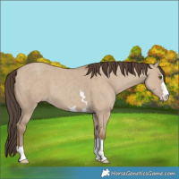 Horse Color:Classic Champagne Dun 