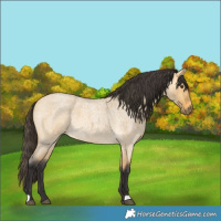 Horse Color:Buckskin Roan Dun 