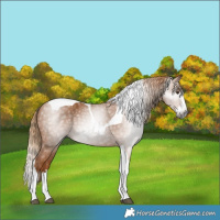 Horse Color:Gray Chestnut Splash Tobiano