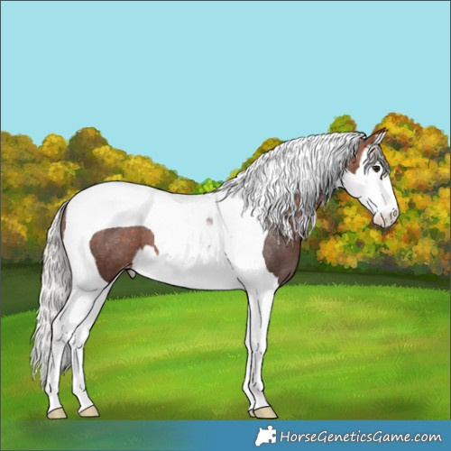 Horse Color:Silver Brown Splash Tobiano Varnish 