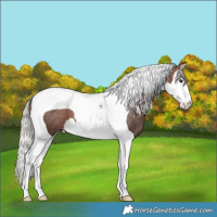 Horse Color:Silver Brown Splash Tobiano Varnish 