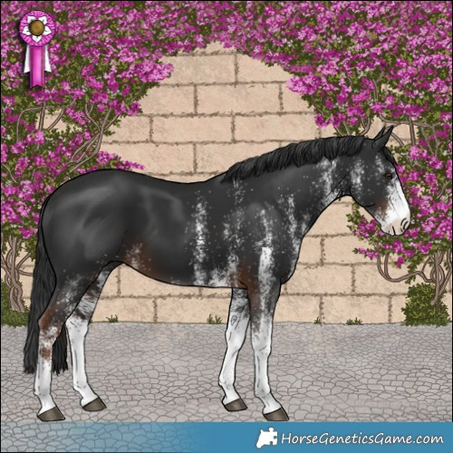 Horse Color:White Spotted Liver Chestnut 