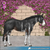 Horse Color:White Spotted Liver Chestnut 