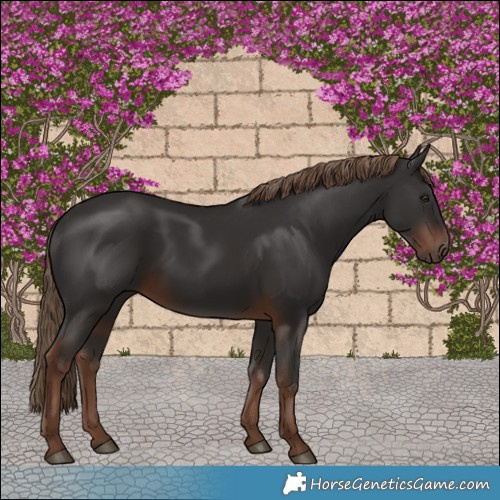 Horse Color:White Spotted Liver Chestnut