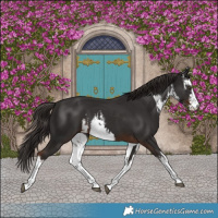 Horse Color:White Spotted Liver Chestnut 