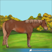 Horse Color:Chestnut 