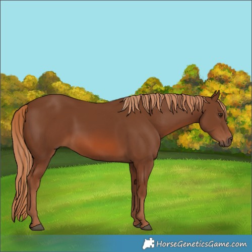 Horse Color:Chestnut 