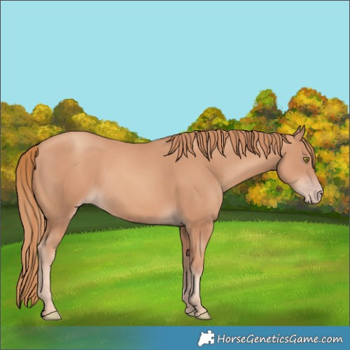 Horse Color:Gold Champagne 