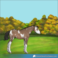 Horse Color:Liver Red Dun Sabino
