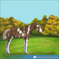 Horse Color:Chocolate Palomino Sabino 