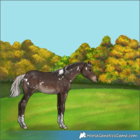 Horse Color:White Spotted Silver Brown Tobiano 