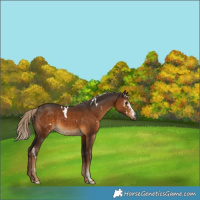 Horse Color:Gray White Spotted Chocolate Palomino Sabino 