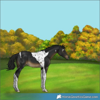 Horse Color:Gray Buckskin Tobiano