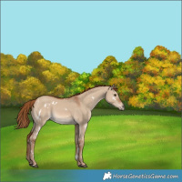 Horse Color:White Spotted Red Dun 