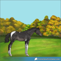 Horse Color:Smoky Black Tobiano 