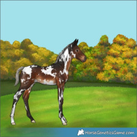 Horse Color:Gray White Spotted Silver Brown
