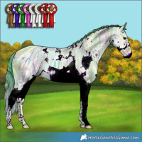 Horse Color:ERROR: UNKNOWN ANOMALY