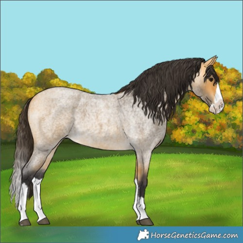 Horse Color:Buckskin Roan Splash 