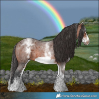 Horse Color:White Spotted Brown Roan Frame 