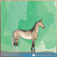 Horse Color:Silver Buckskin Dun Rabicano 