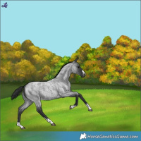 Horse Color:Blue Roan Varnish