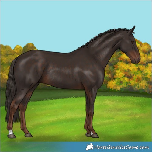 Horse Color:Liver Chestnut Rabicano 