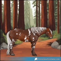 Horse Color:White Spotted Silver Bay 