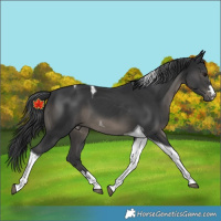 Horse Color:Black Tobiano 
