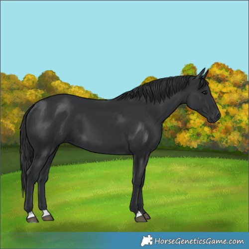 Horse Color:Black and Black