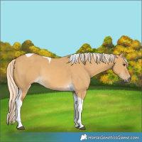 Horse Color:Palomino Dun Tobiano Rabicano 