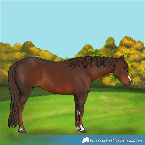 Horse Color:Liver Chestnut 