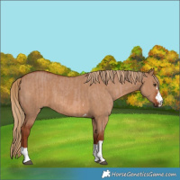 Horse Color:Red Dun  and Red Dun 