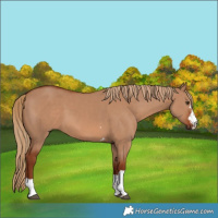 Horse Color:Red Dun  and Red Dun 