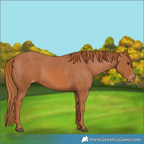 Horse Color:Chestnut Appaloosa 