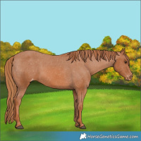 Horse Color:Chestnut Appaloosa 