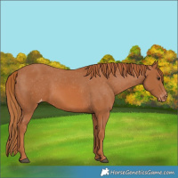 Horse Color:Chestnut Appaloosa 