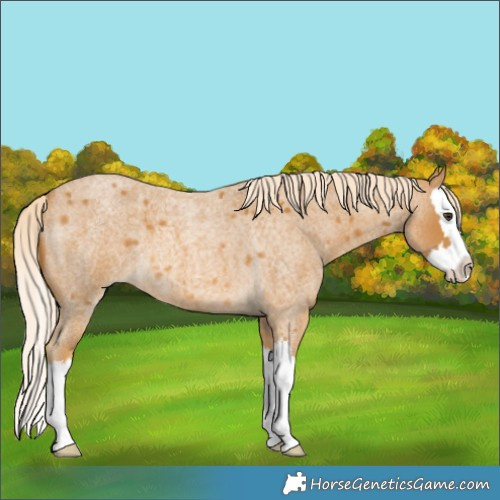 Horse Color:Palomino Roan Splash 
